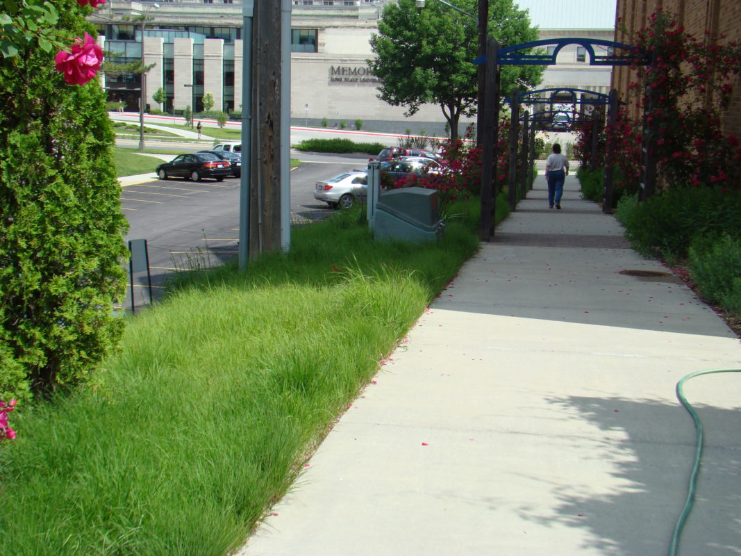 native landscaping and turf