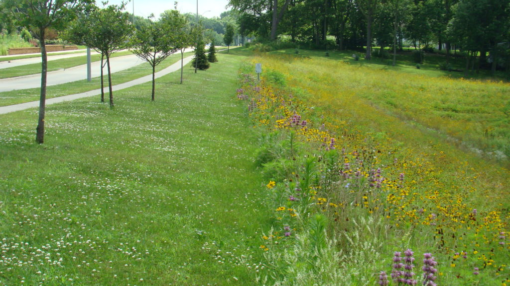 bioswale