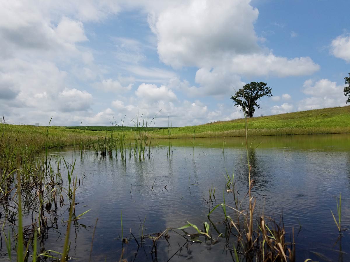 constructed wetlands